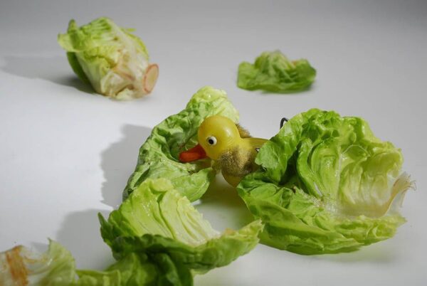 Chicken-Salad-_Matine-copia