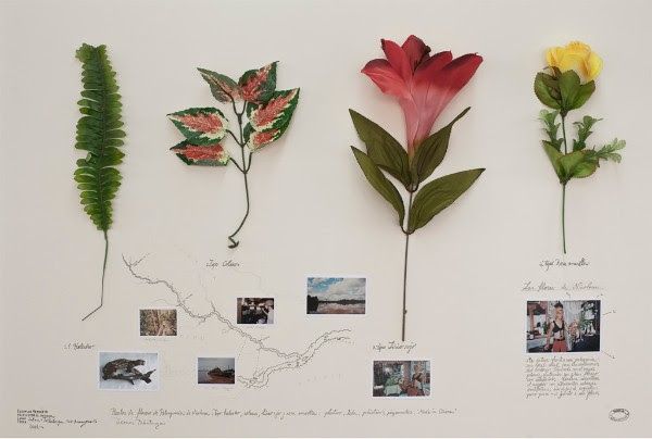 Alberto Baraya, Herbario de Plantas Artificiales. Cortesía del artista e Instituto de Visión, Bogotá
