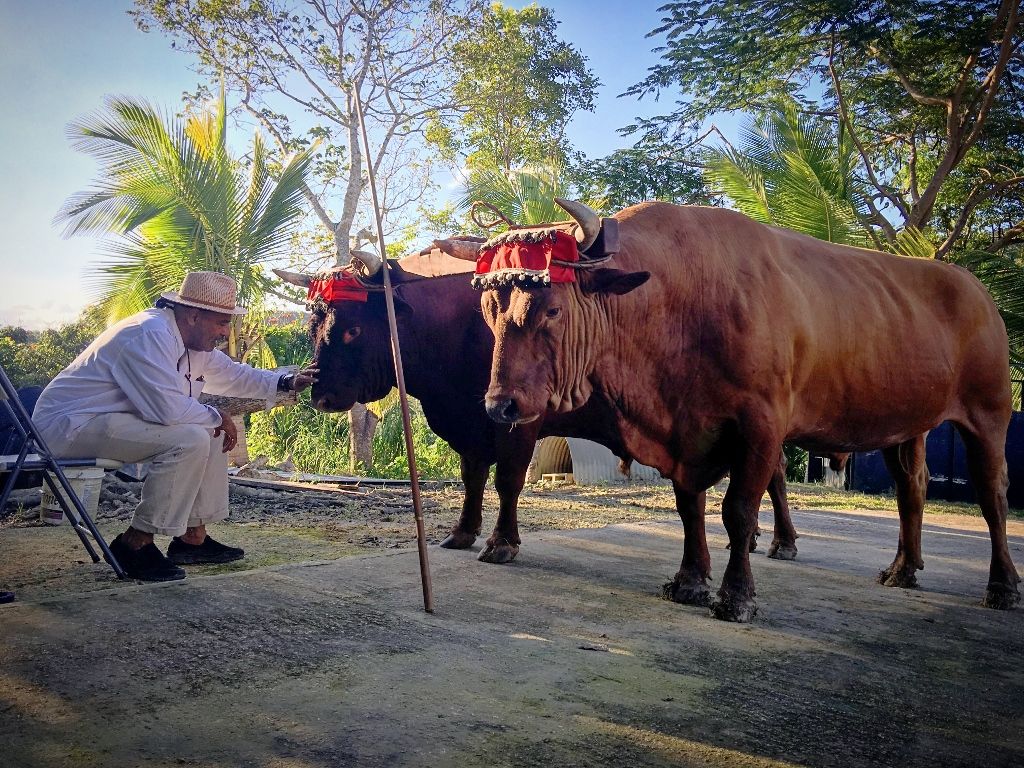 Papo Colo en El Yunque. Foto: Klaus Biesenbach