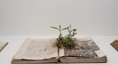 Rodrigo Arteaga, Alcances Botánicos, 2014, libros intervenidos con plantas, medidas variables. Foto: Bruno Giliberto