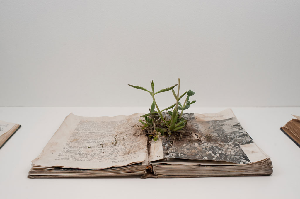 Rodrigo Arteaga, Alcances Botánicos, 2014, libros intervenidos con plantas, medidas variables. Foto: Bruno Giliberto