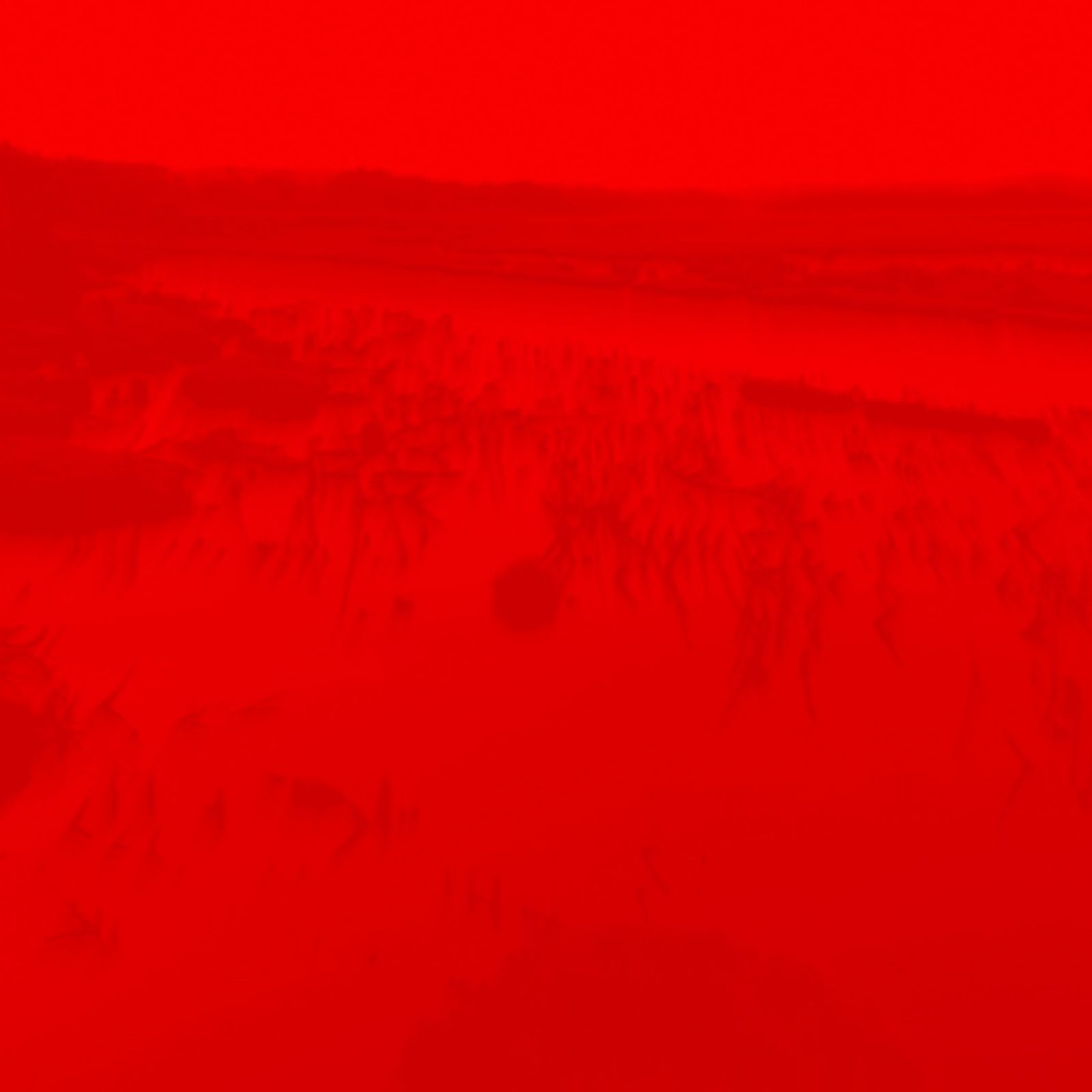 Nicolás Rupcich, Chepu, 2018, video HD, audio stereo, 8:33 min. (Operador drone: Jesús Soto, Asistente: Cristóbal Concha). Imágenes de un bosque muerto sumergido en Chiloé, que funcionan como antítesis a la representación comercial del paisaje. Cortesía del artista