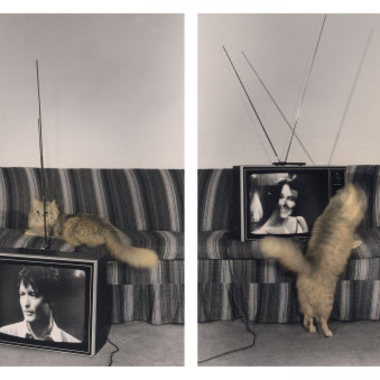 Victoria Cabezas, Gato y telenovela 2, 1983, copia en gelatina de plata coloreada manualmente, 20.3 x 25.3 cm. cada una. Cortesía de TEOR/éTica