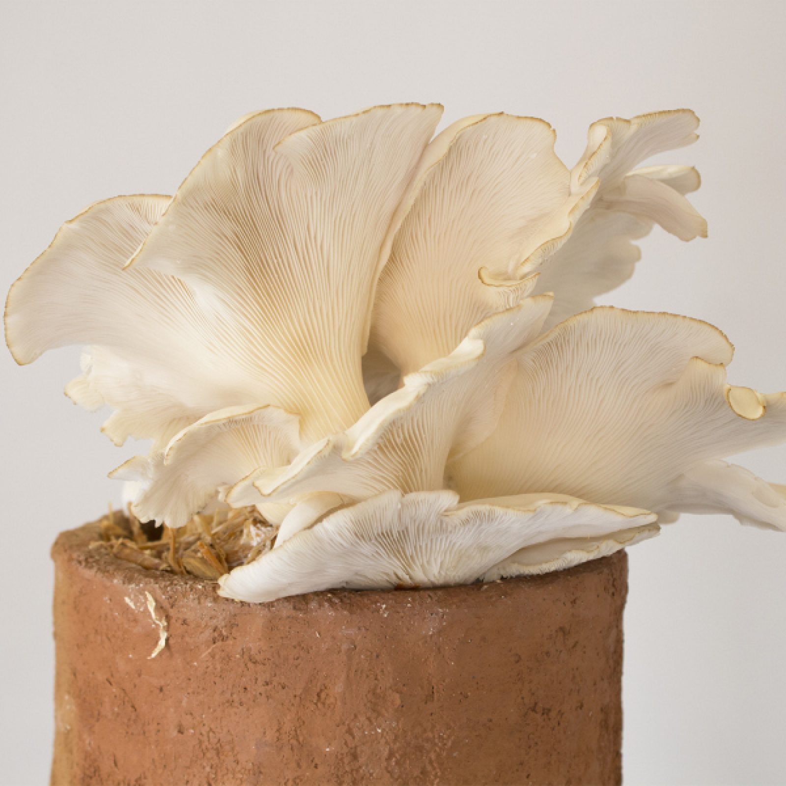 Paola De Anda, Eventos Fungi II, en Parallel /// Oaxaca, México, 2018. Foto cortesía de Parallel /// Oaxaca