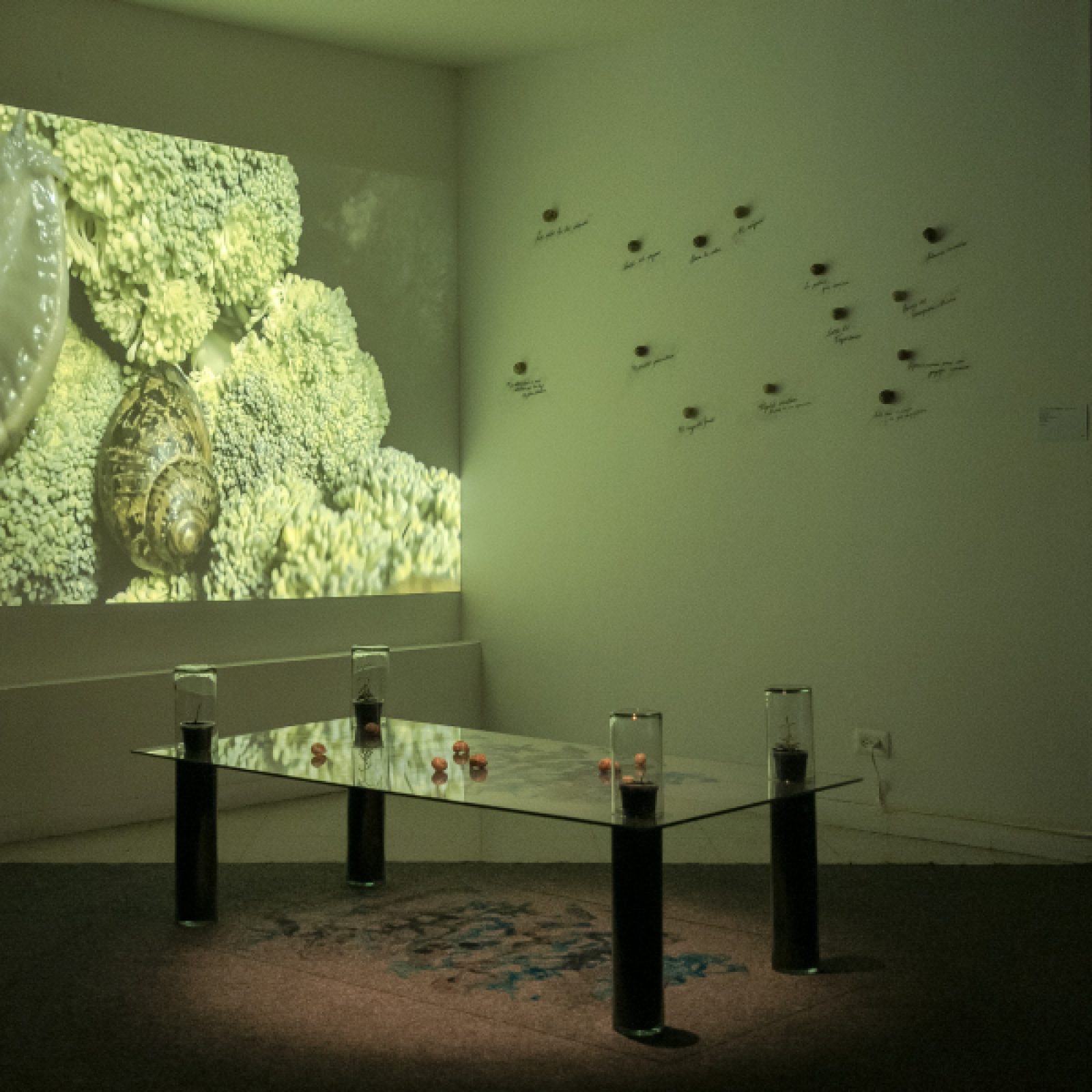 Vista de la exposición "La naturaleza de las cosas: Humboldt, idas y venidas", en el Museo de Arte de la Universidad Nacional de Colombia, Bogotá, 2019. Foto: Goethe-Institut/Urniator Studio, Juan David Padilla Vega