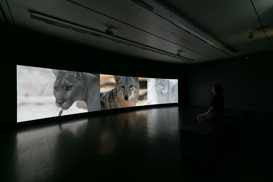 Vista de la exposición "Tania Candiani: For the Animals", MCA Denver, EEUU, 2022. Foto: Wes Magyar