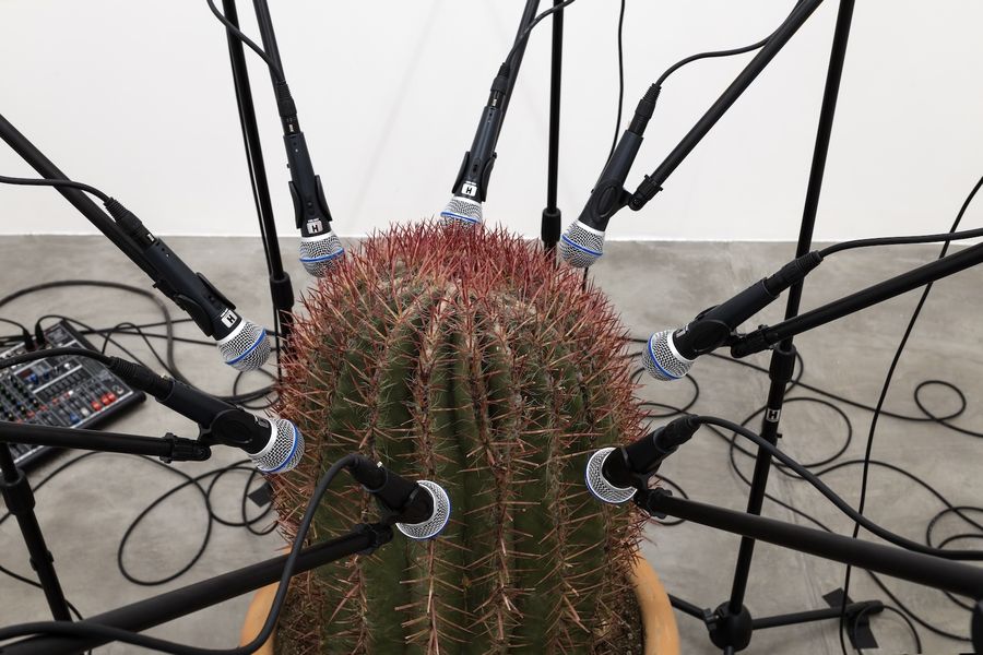 Clara Hastrup, Ferocactus pilosus: Polyphonia Fibonacci, 2025. Ferocactus pilosus, maceta de cerámica, plataforma giratoria, cubierta de madera, micrófonos, pies de micrófono, mezcladoras de audio, cables xlr, bocinas, 150 x 200 x 200 cm. Foto: Rubén Garay. Cortesía: guadalajara90210